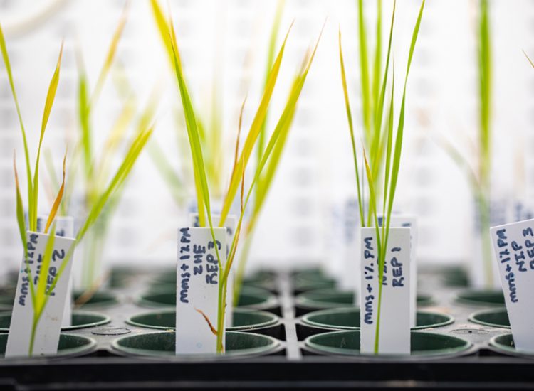 Gene Modifying Improves Grain High quality and Reduces Warmth Stress in Rice